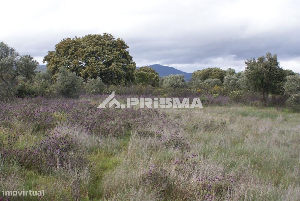 Execelente terreno para Venda em Monfortinho