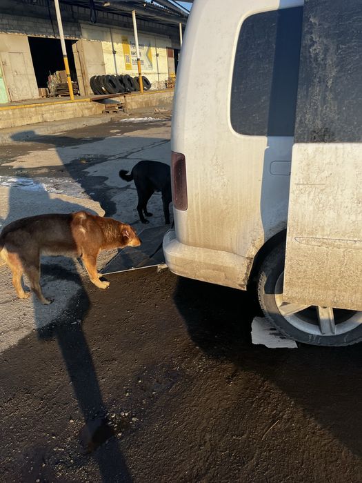 Грузоперевозки, грузовое такси, малогабаритный перевоз, зоотакси,вывоз