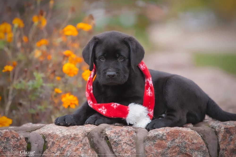 Чистокровні лабрадорчики чекають люблячих господарів.