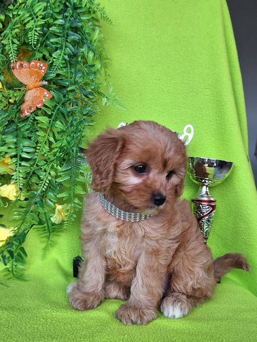 Cavapoo suczka z paszportem i certyfikatem