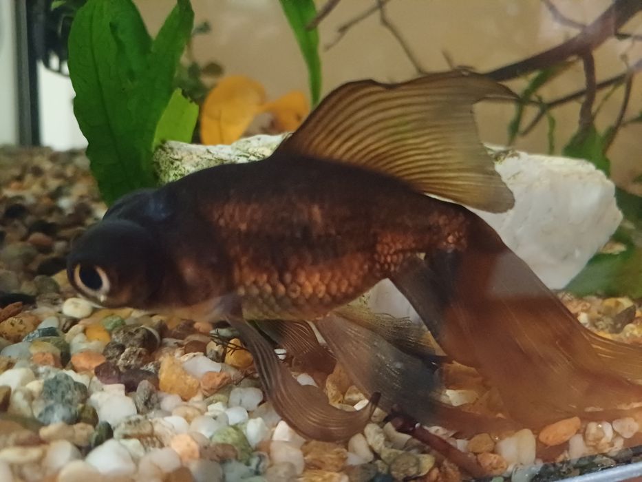 Oranda telescópio