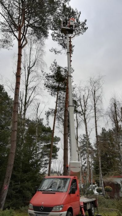 Wycinka drzew Puszczykowo, Mosina, Komorniki, Wiry, Luboń, Poznań