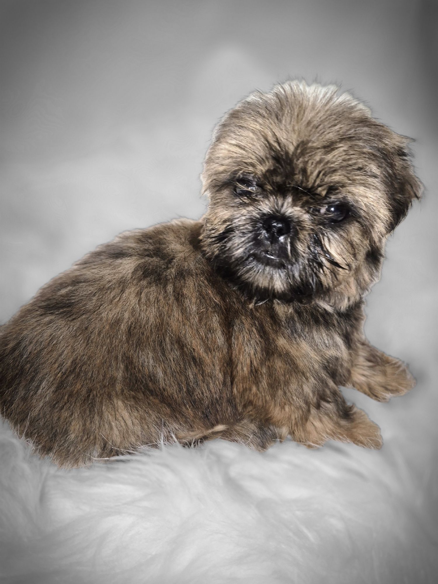 Suczka Shih TZU do odbioru