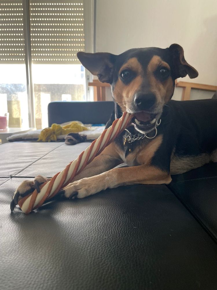 Petsitting, passeios