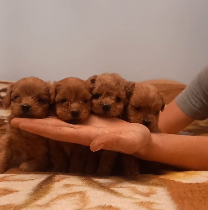 Щенки мальтпушки.