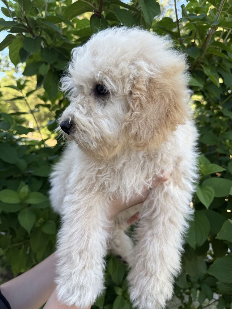 Ostatni pies Bichpoo, poochon jak Maltipoo, Pudel red, bichon frise