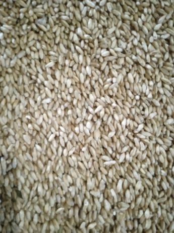 Посівне тритікале пшеничний, пшениця