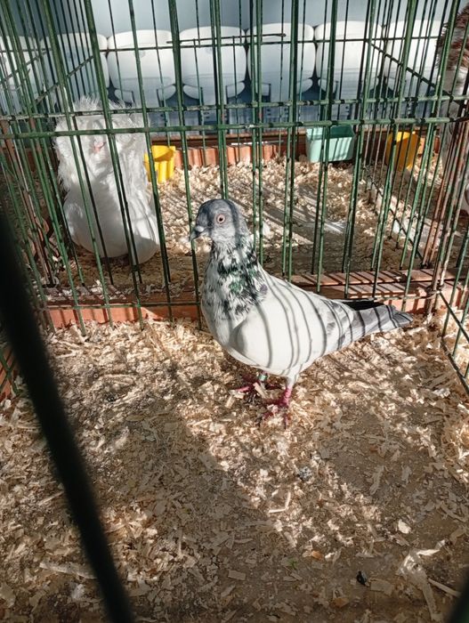 Sprzedam Budapeszty Pantosze