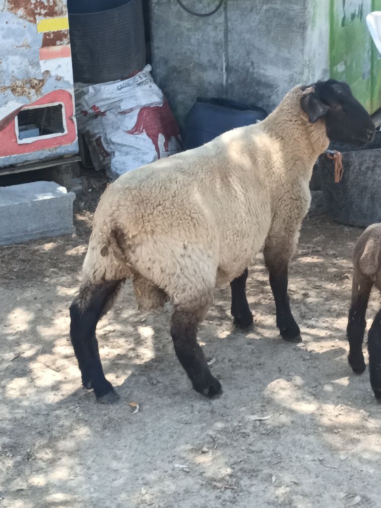 Macho Suffolk disponivel