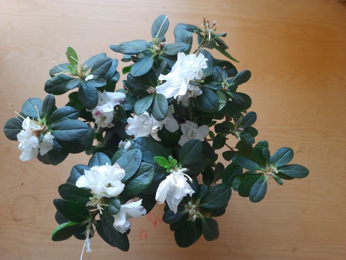 Азалия белая комнатное растение