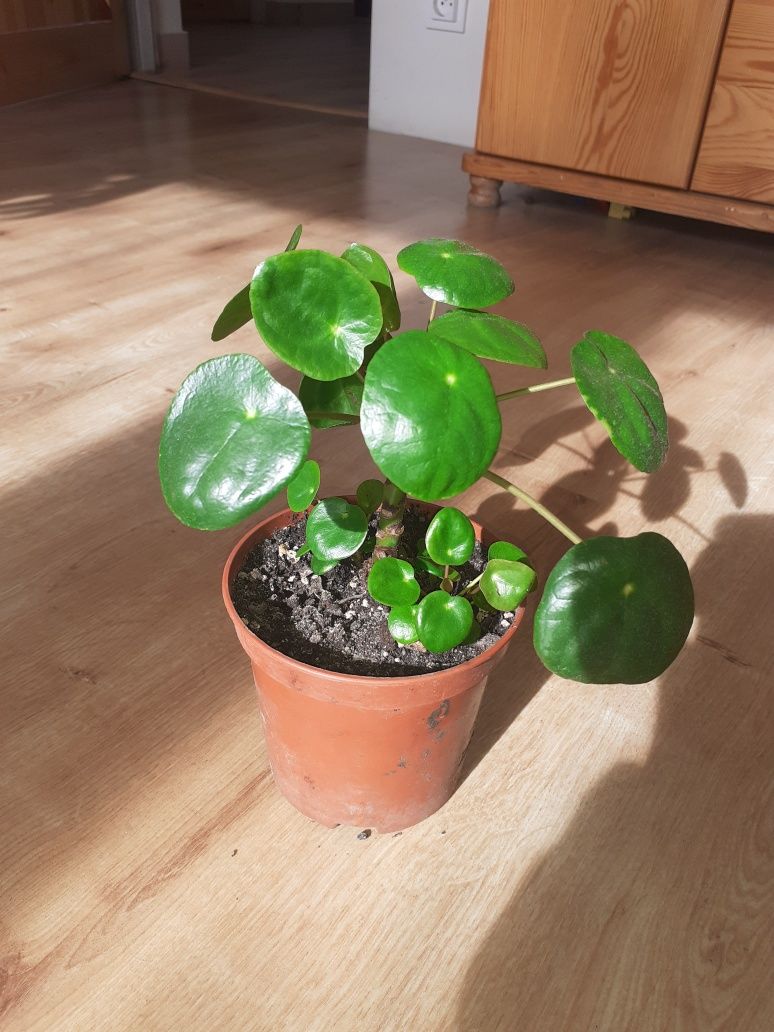 "Pieniążek" pilea peperomioides