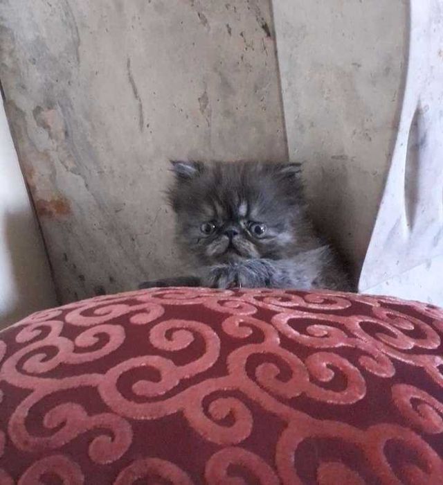 Gatinha persa Uma perfeição