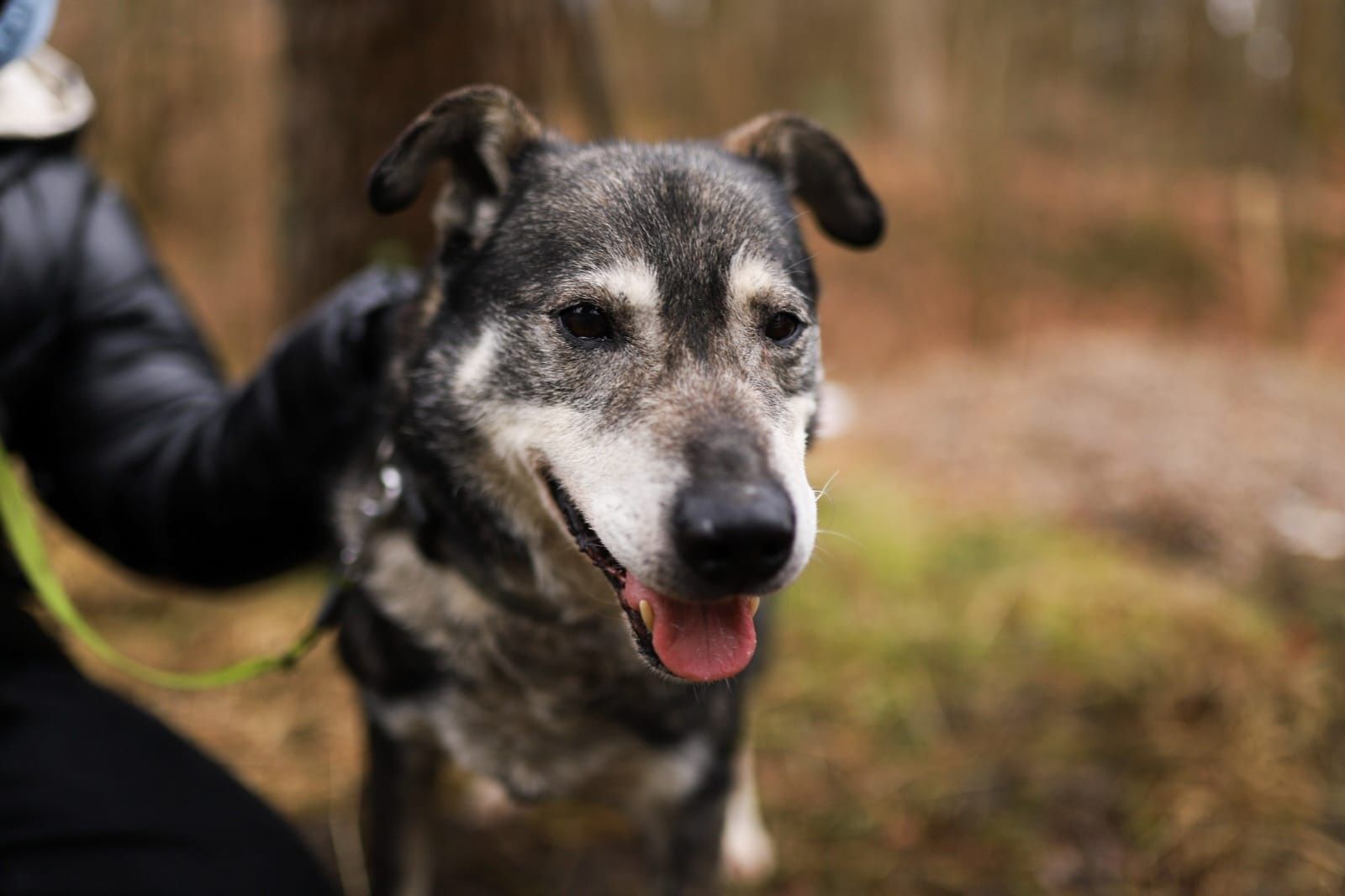 SILVER do adopcji!