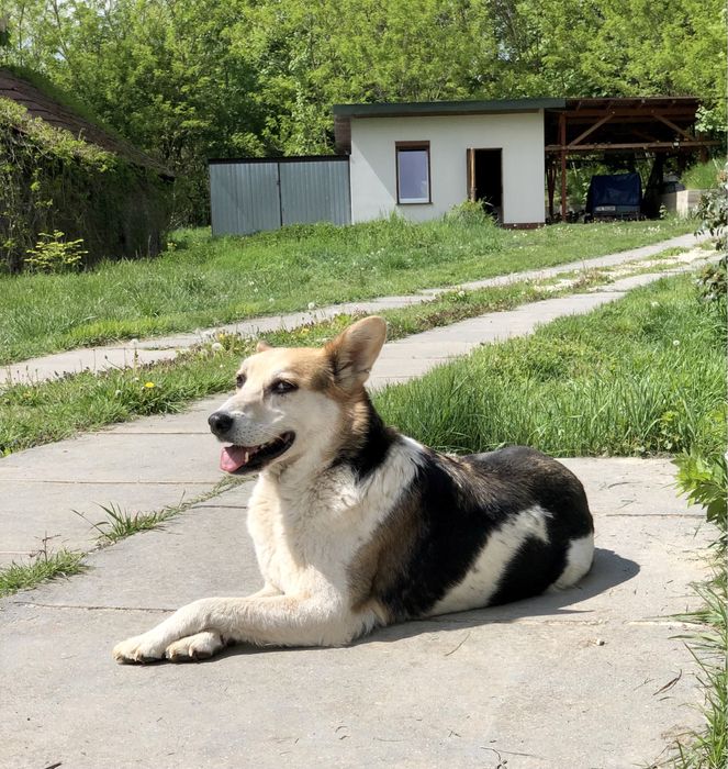 Jacky szuka najlepszego domu