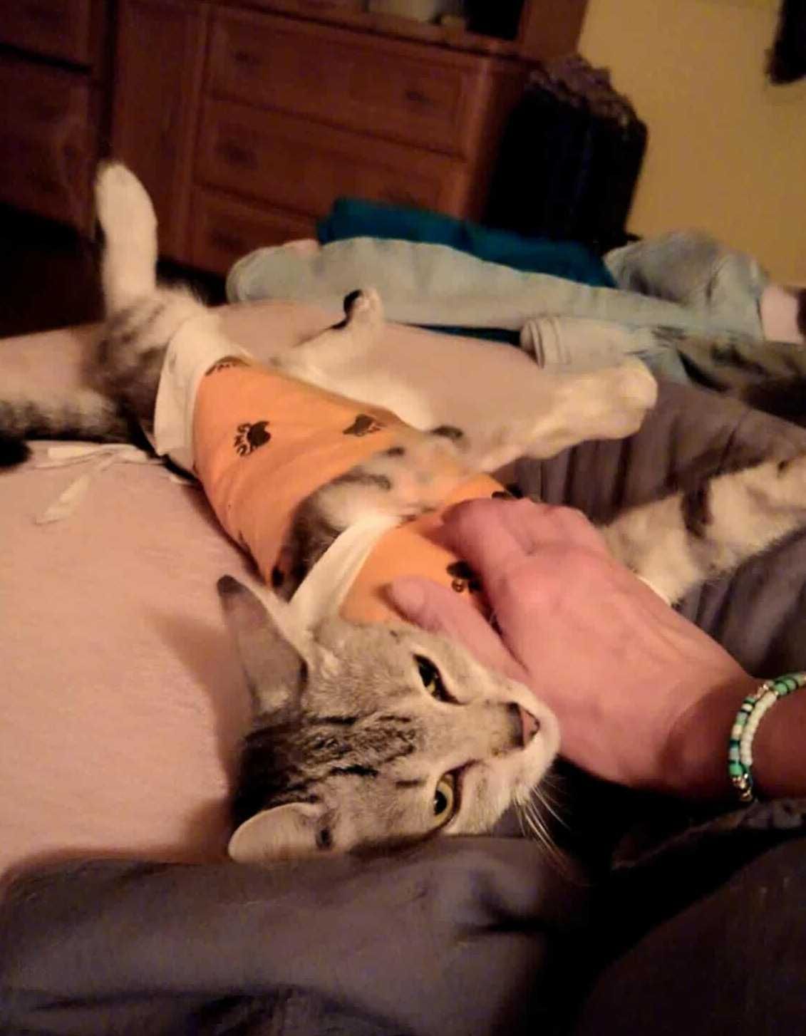 Srebrna,młodziutka,delikatna kotka,kociczka do spokojnego domu.ADOPCJA