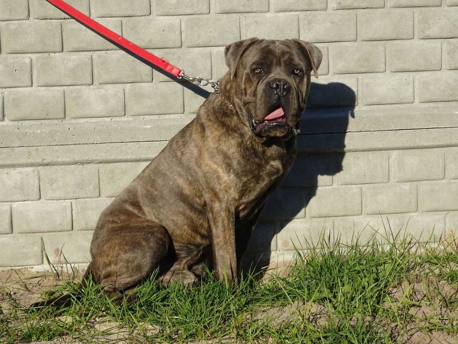 Cane Corso pies FCI