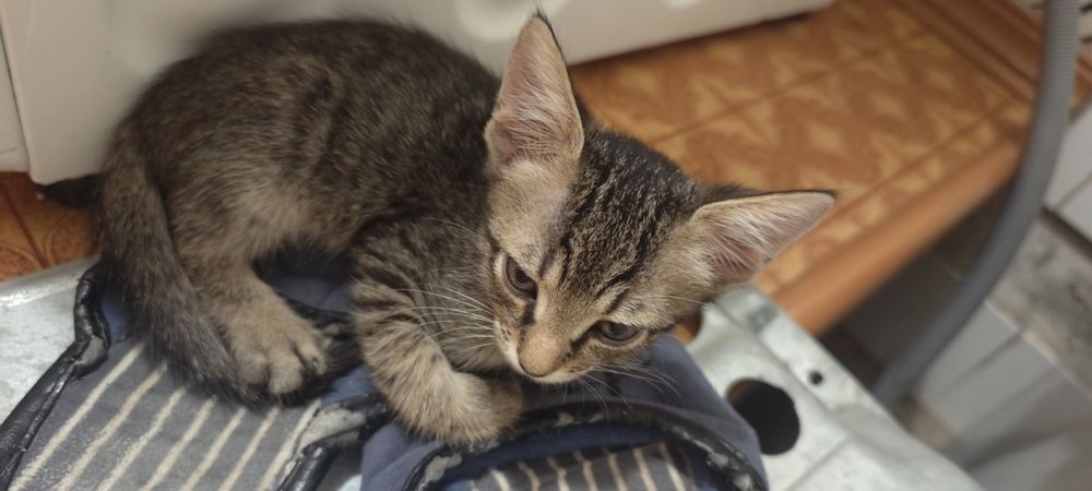 Очень воспитанные и умные Котята 2 месяца ищут добрую семью