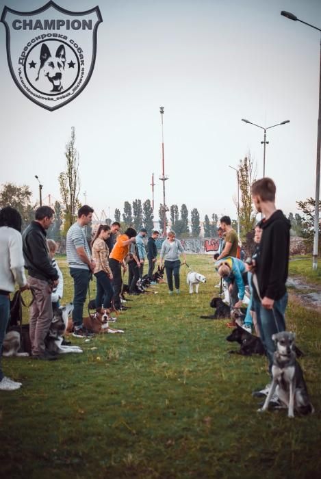 Дрессировка собак в Черноморске и пригороде клуб CHAMPION