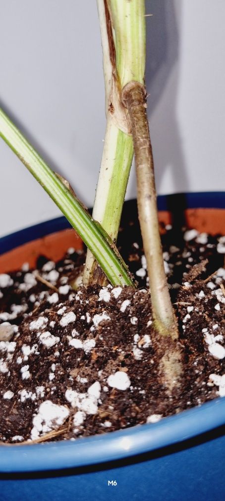 Monstera variegata M6