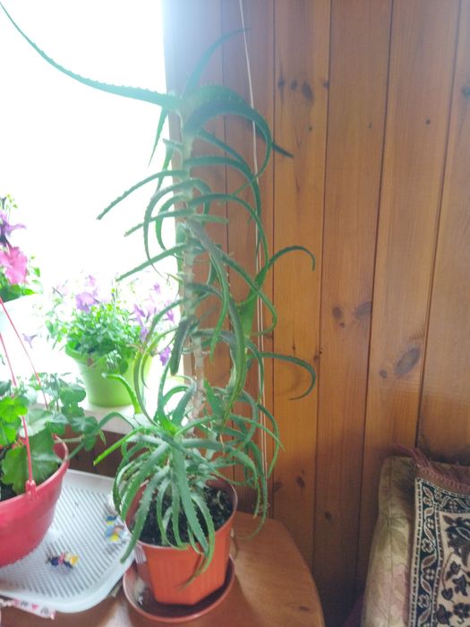 Алое   кімнатне.