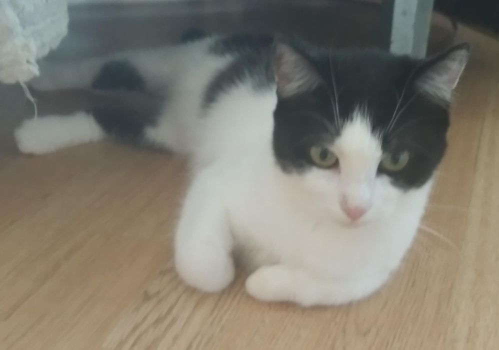 Кішці потрібен дім