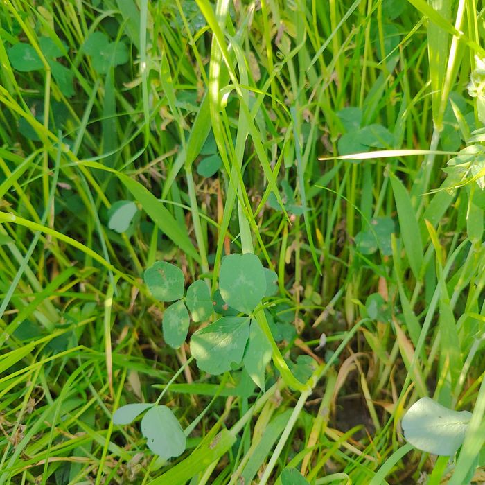 Mieszanka traw życica lucerna koniczyna trawa wysyłka