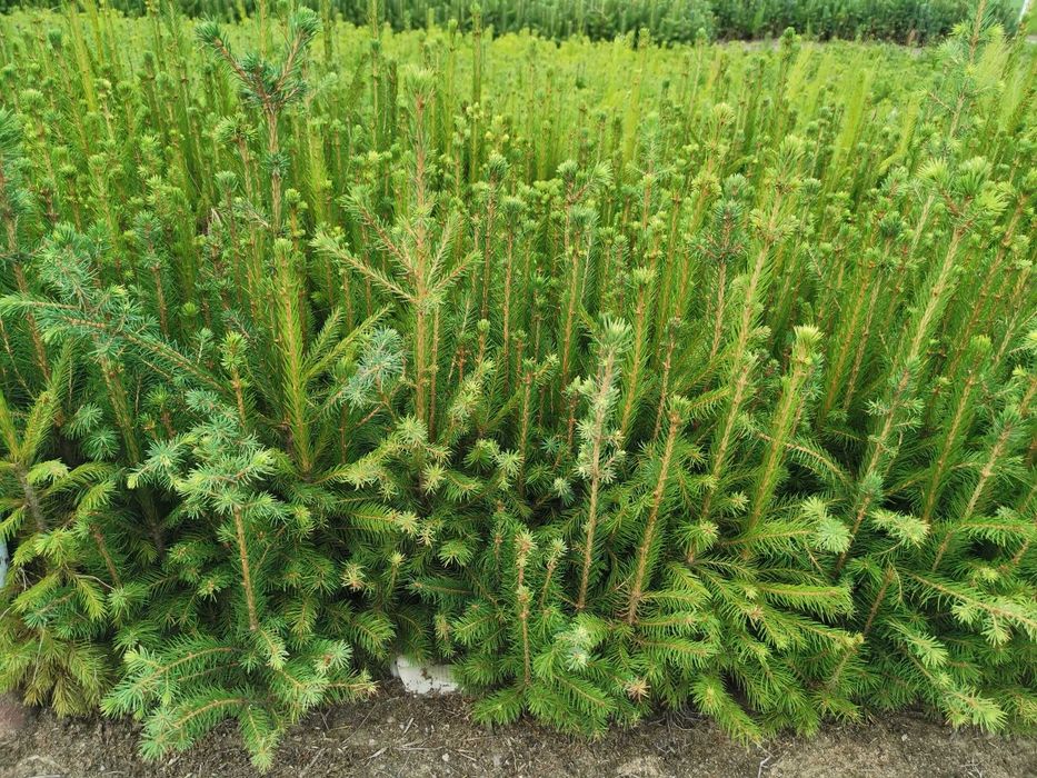 świerk pospolity, srebrny, srebrzysty serbski 2letnia sadzonka