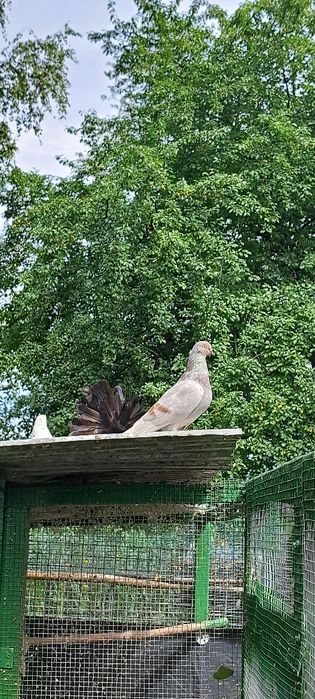 Gołębie różne rasy