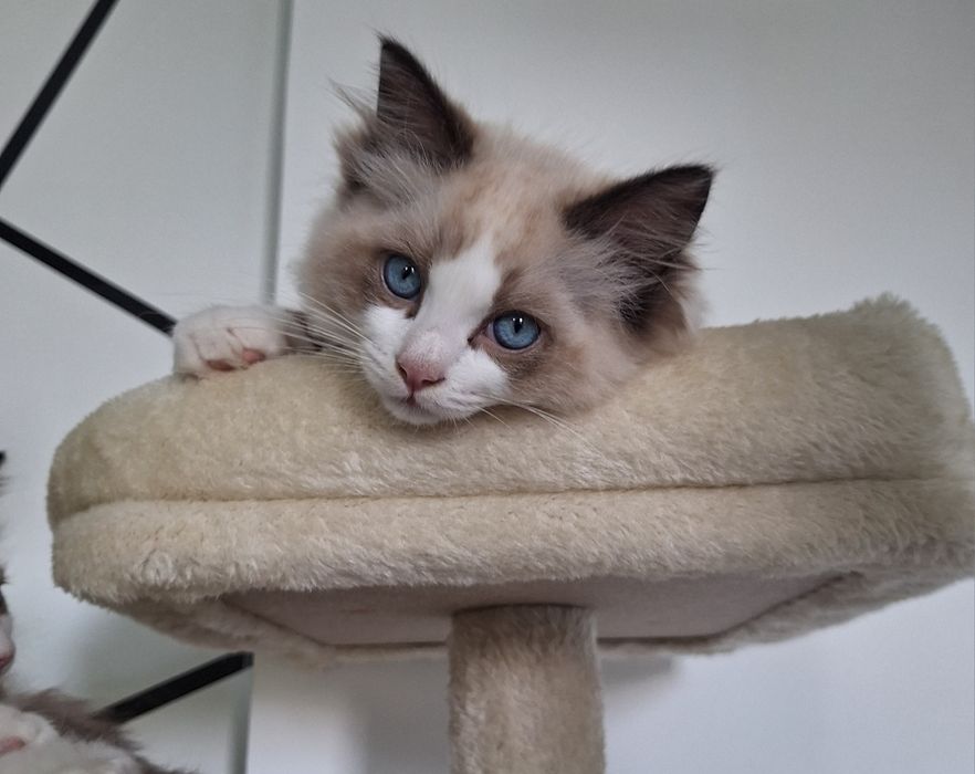 Idealny kocurek Ragdoll Chili gotowy do nowego domu