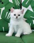 Gatinho British Shortair