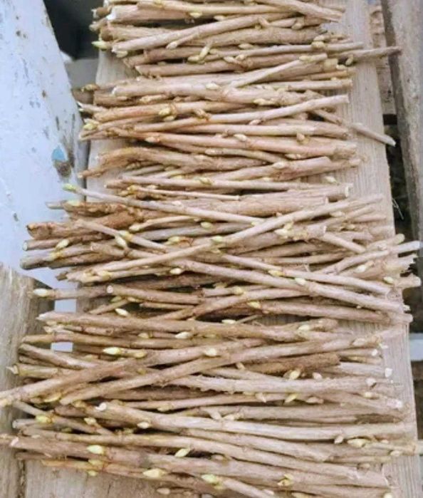 Sztobry porzeczki czarnej Tisel cięte na zamówienie