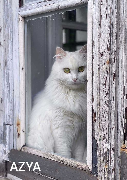 Piękna kotka w typie rasy angora turecka szuka domu