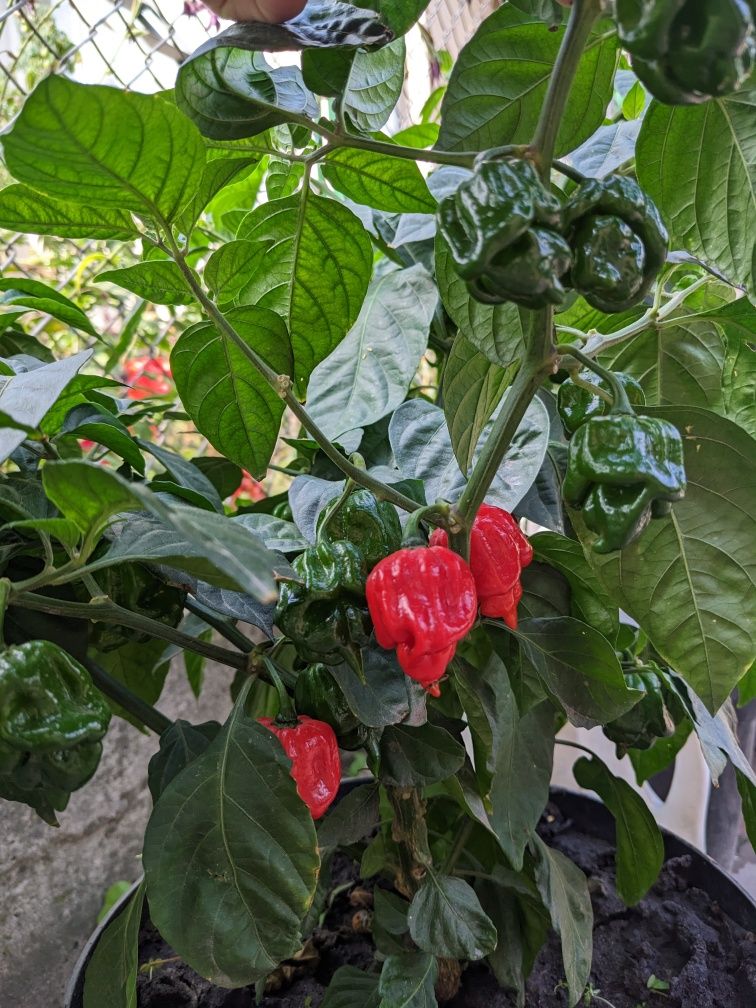 Свіжий перець Кароліна ріпер (Каролінський жнець / Carolina Reaper)