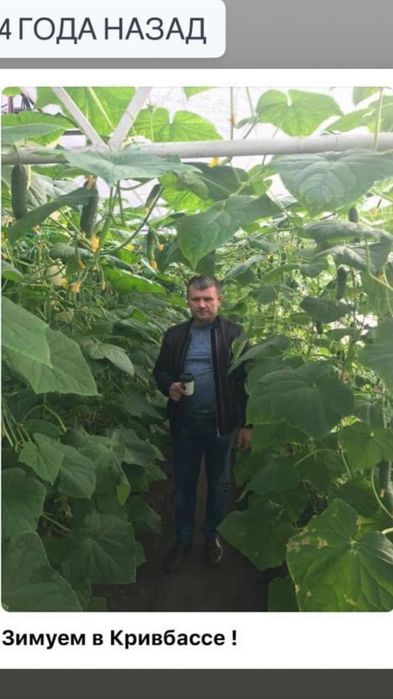 Теплиці , парники в оренду