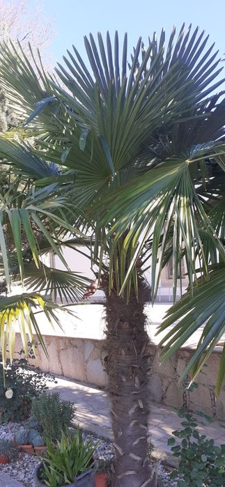 Palmeiras de leque e sicas