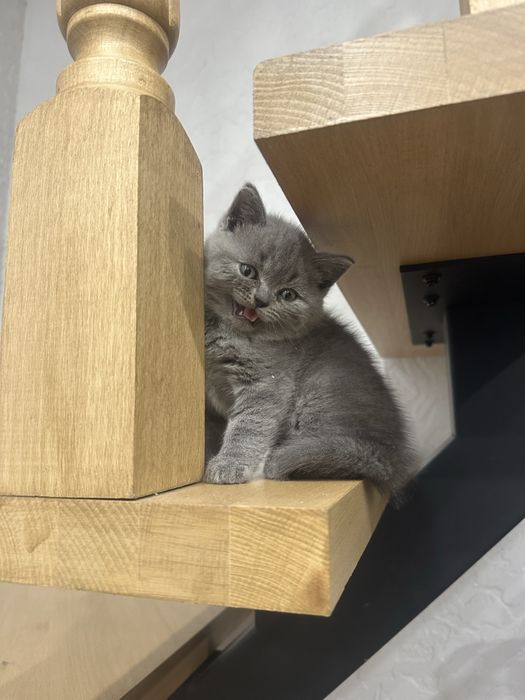 Прямовухий шотландець котик