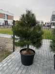Sosna czarna  Pinus Nigra formowana 110-140 cm dostawa
