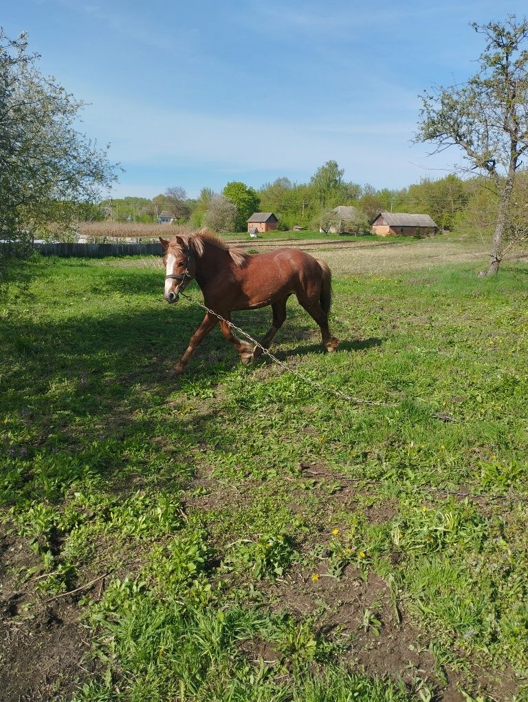 Продам гарного жеребця, жеребчика, лошадь, кінь.