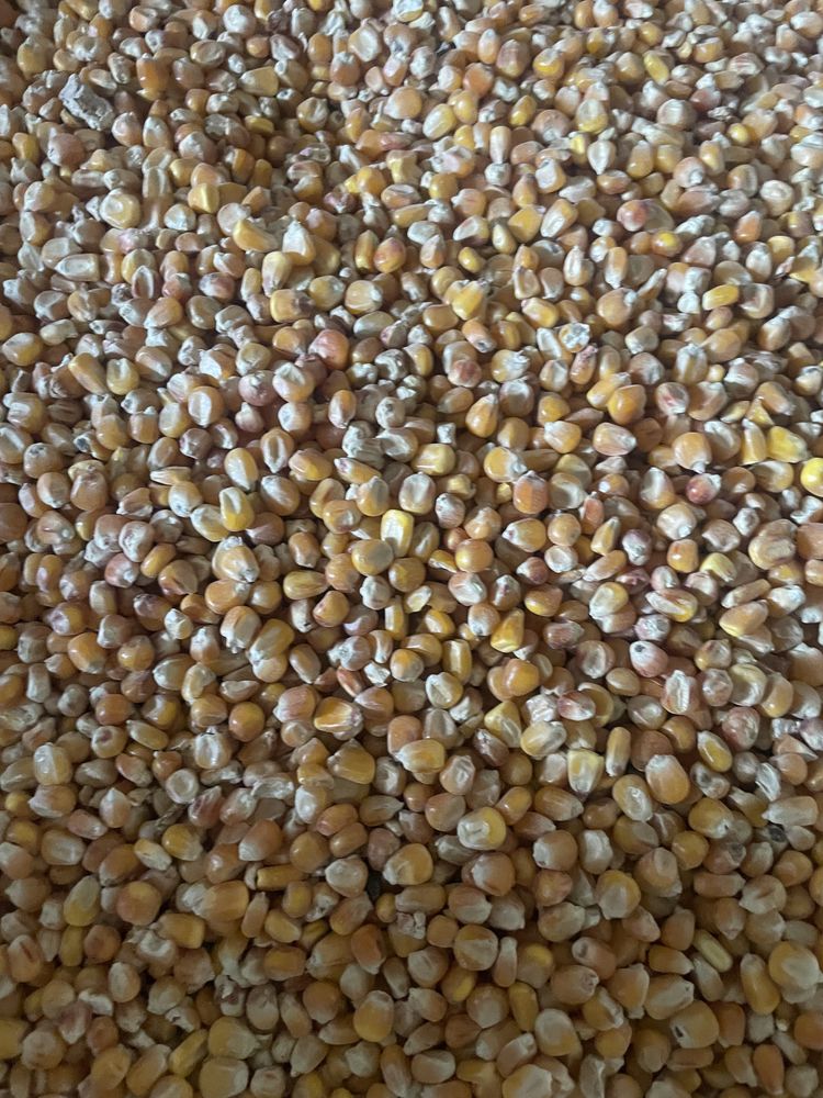 Kukurydza sucha, świeża, mielona, śruta, z własnej suszarni 2023