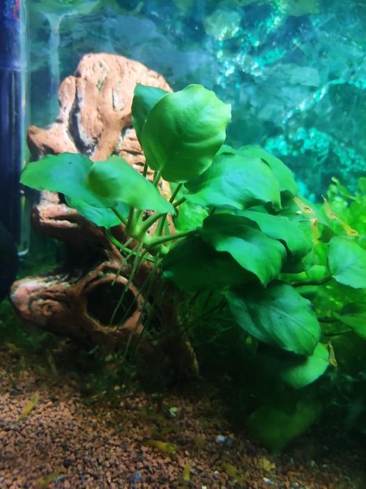 Anubias  roślina .