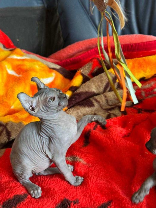 Неймовірні СФІНКСИ Ельфи