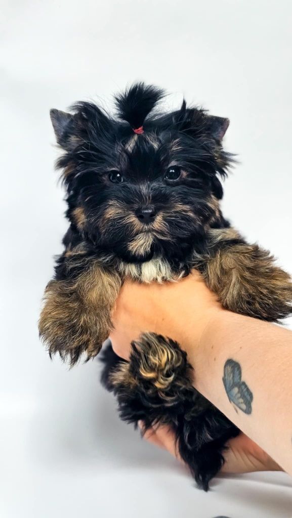 Yorkshire terrier suczka Odessa