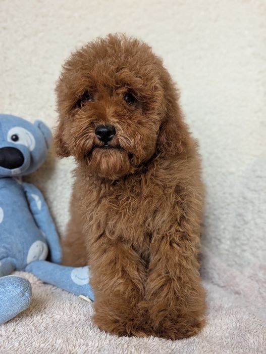 Хлопчик той, бюджетно, Київ.