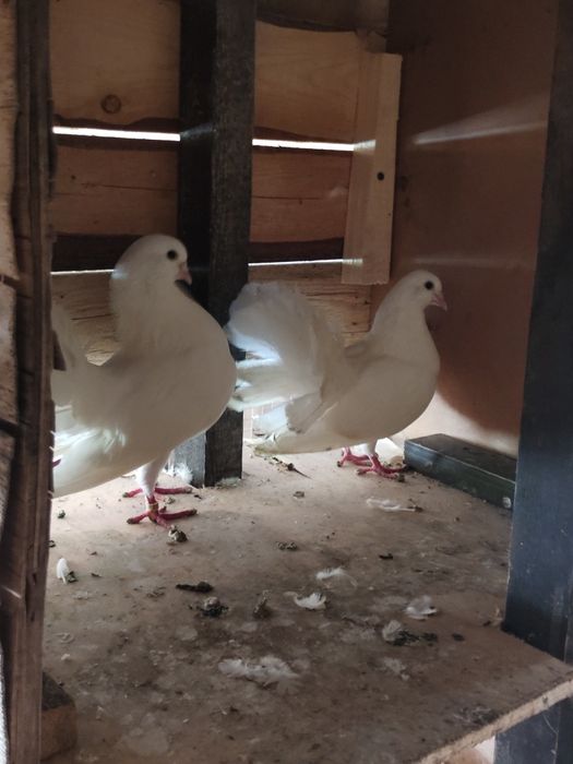 Sprzedam gołębie ozdobne.