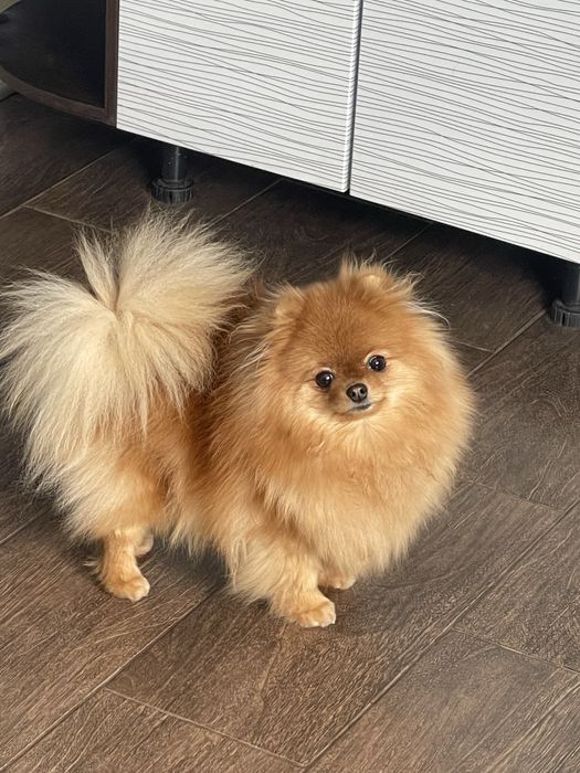 Шпиц померанский в продаже