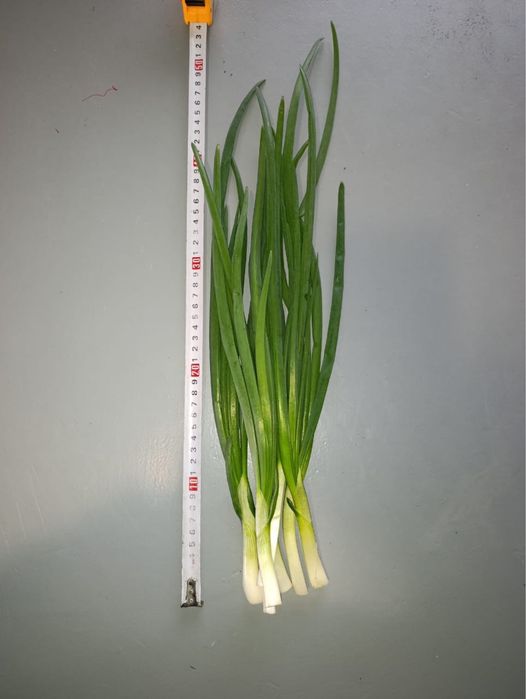 Продам перо цибулі/зелену цибулю