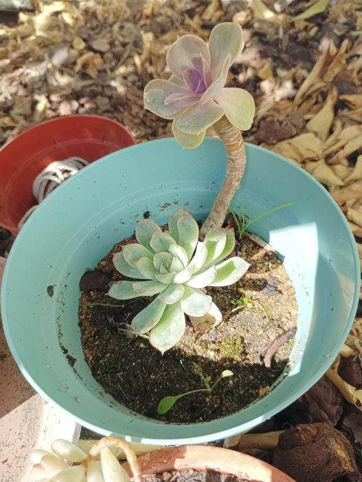 Plantas todas está a venda