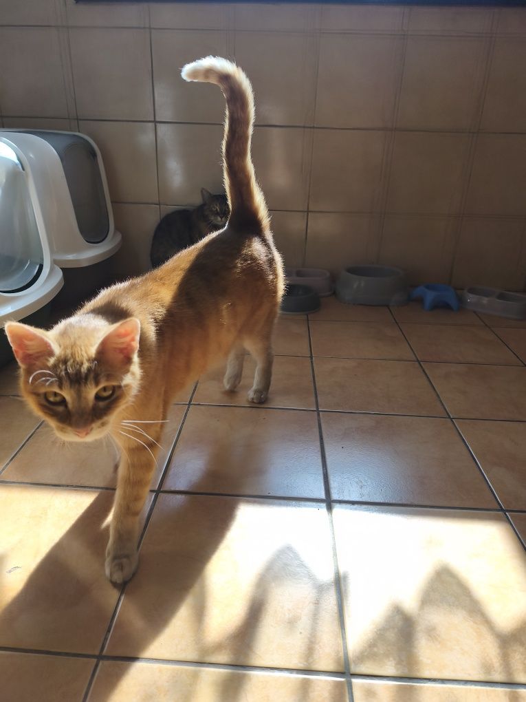 Simba i Luni oddam w dobre ręce