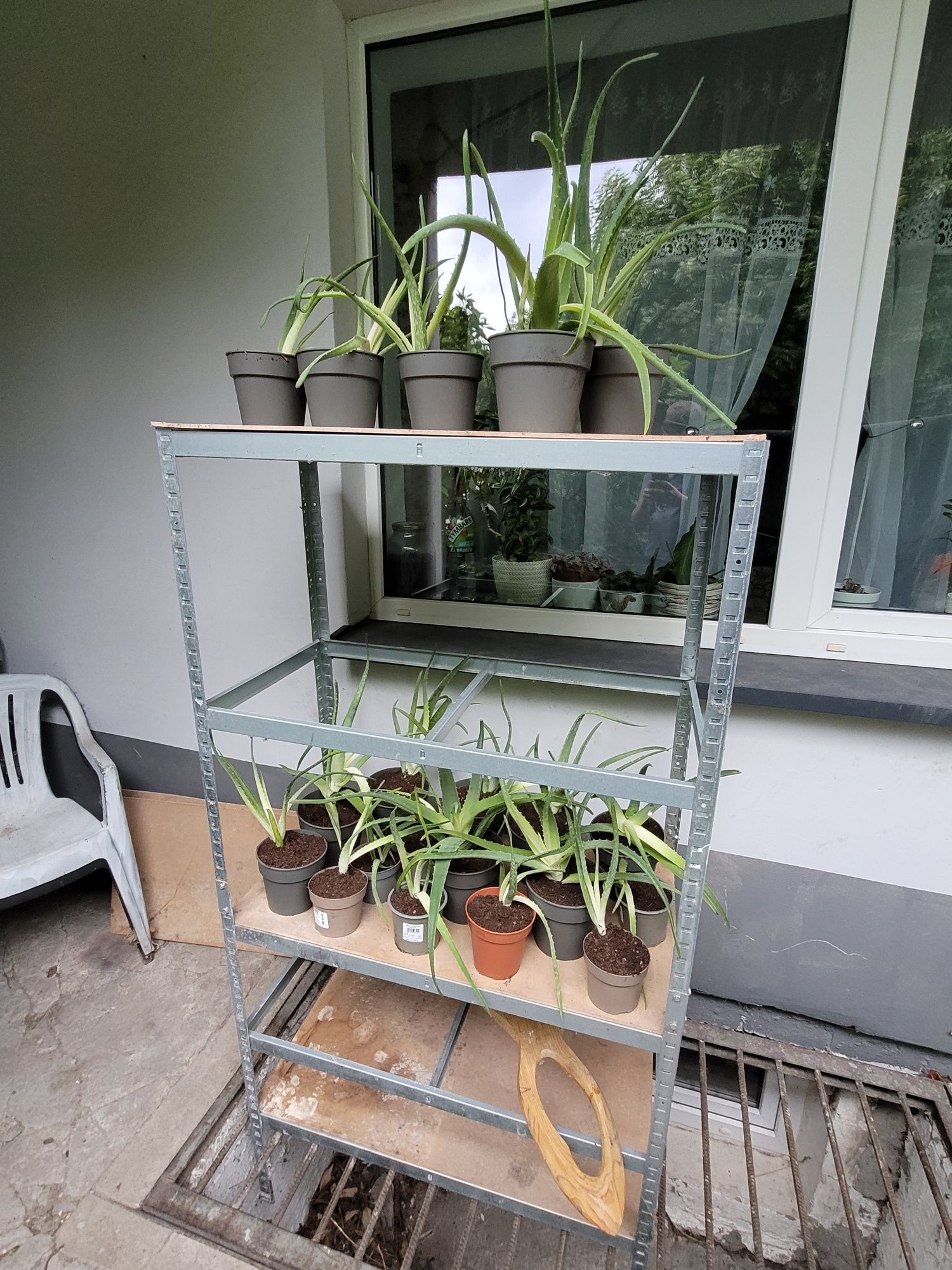 Aloesy aloe vera z doniczką