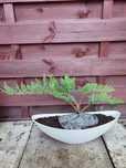 Drzewko w stylu bonsai  jalowiec